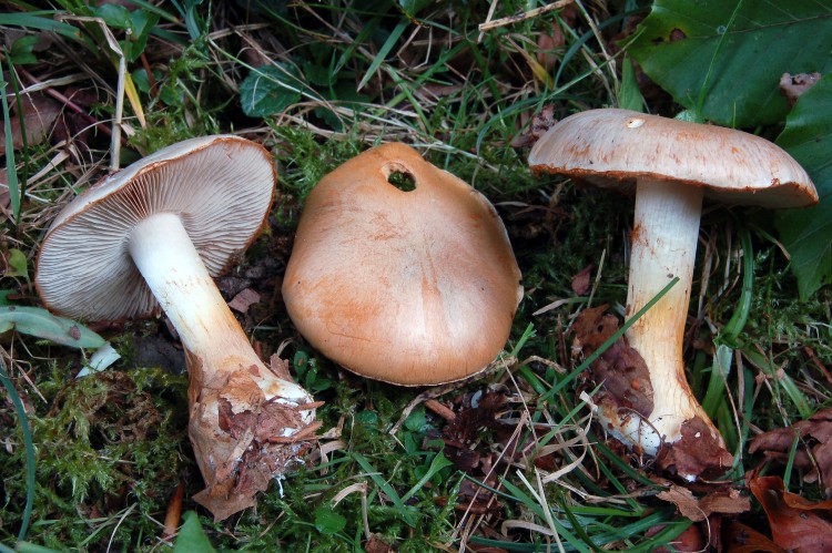 Cortinarius GM1318 y GM1319